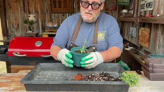 Moving 3 Small Trees into Treeigami Pots