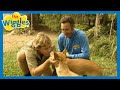 OG Wiggles: Little Dingo (Dingo Tango) 🐕 Wiggly Safari 🐦Songs & Nursery Rhymes for Kids