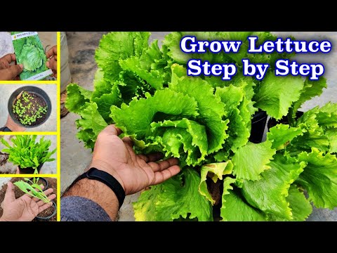 , title : 'How to Grow Lettuce Ice Berg Step By Step'