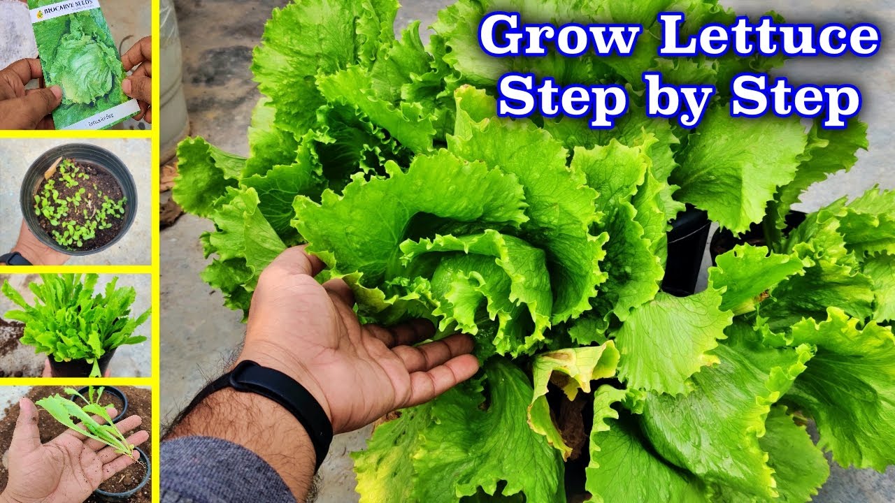 How to Grow Lettuce Ice Berg Step By Step