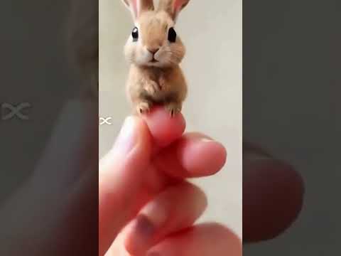 This Cute Rabbit Will Melt Your Heart |