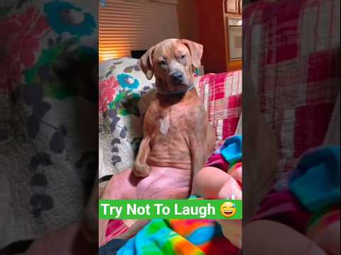 Essayez de ne pas rire 🤣 moments drôles de chiens
