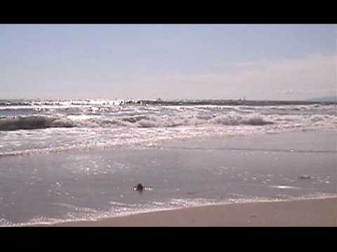 Elena Secota - All Drains Lead To The Ocean - Video Poem from POEMS BY THE SEA.mov