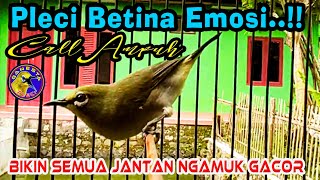 Download lagu Call Pleci Betina Birahi merangsang Semua Pleci Jantan ikut bunyi Buka Paruh mp3