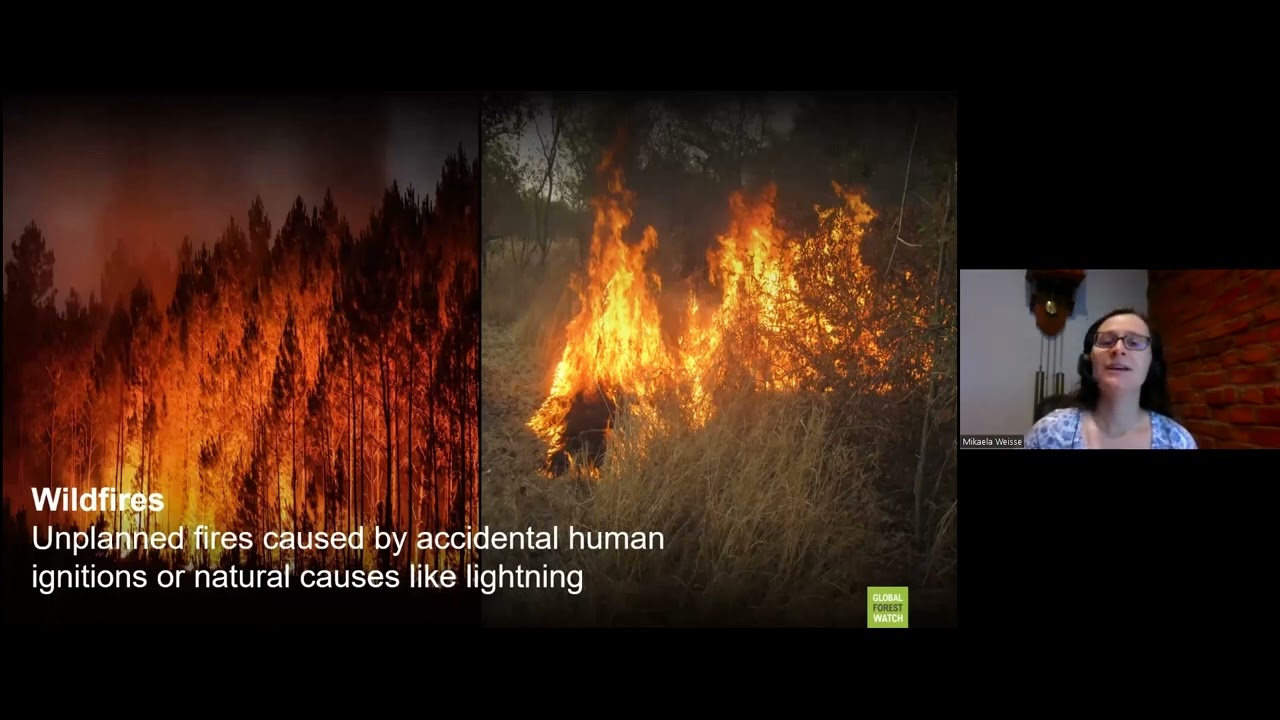 Using Global Forest Watch to Explore Active Fires and Trends (English)