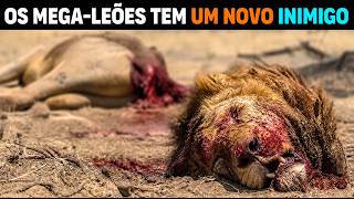 🚨 NÃO É NORMAL! Leão INVADE NGORONGORO e MASSACRA os MEGA LEÕES