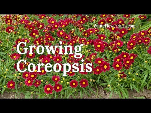 download lagu mp3 mp4 Coreopsis, download lagu Coreopsis gratis, unduh video klip Coreopsis