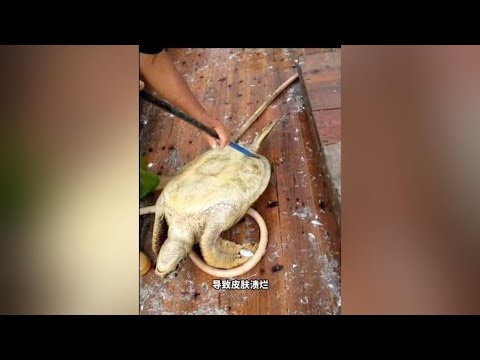 漁民怎麼也沒想到，撈上一網魚，竟把一隻「百歲海龜」從海底帶了上來#清理藤壺 #海洋生物 #動物的迷惑行為 #海龜