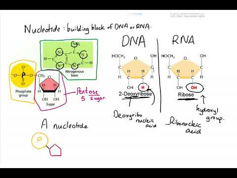 Nucleotide and Polynucleotide formation