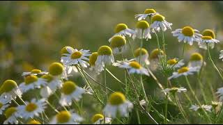 Download lagu INSTRUMEN   MUSIK BAHAGIA INSPIRASI PENYEMANGAT mp3