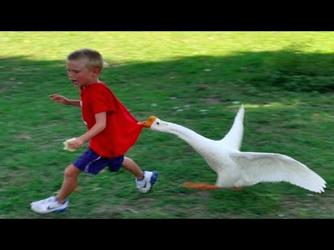 Funny Goose Chasing Kids Compilation Funny Babies and Pets