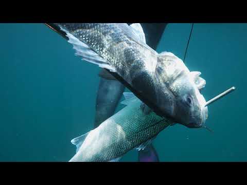 This Is Why We Spearfish. Liquid Dreams By Spearfishing UK 2022 : The UKs No.1 Spearfishing Store
