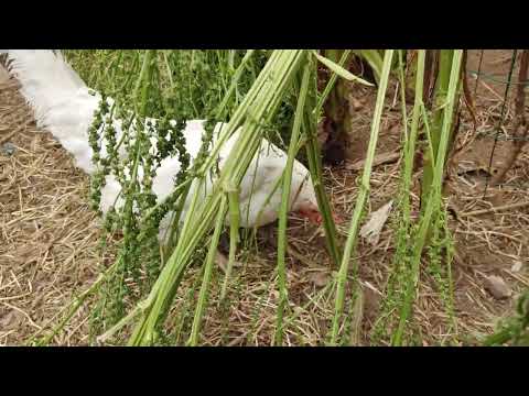 , title : 'Gallina leghorn mezclada con araucana, huevos azules.🐔🥚'