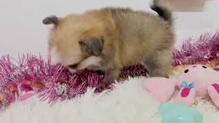 ハーフ犬の動画01