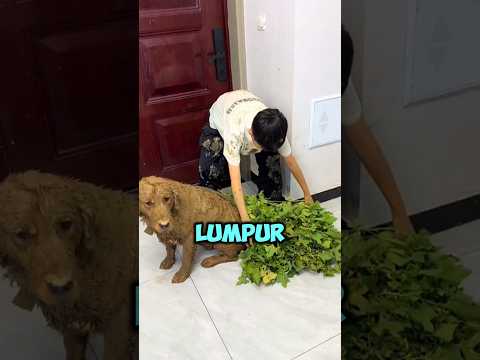 Anjing Ini Sampai Jadi Mumi Lumpur Demi Nyelamatin Majikannya! #shortsviral