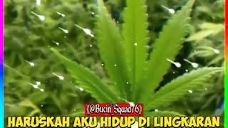 Download lagu STORY WA DAUN GANJA mp3