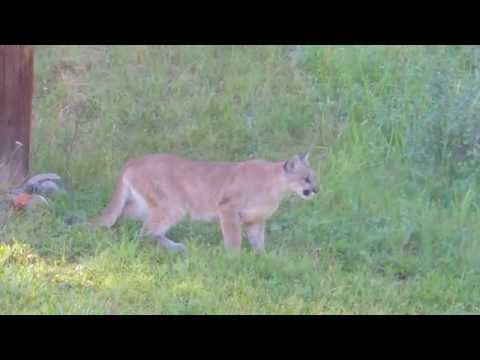 Catamount,Cougar,Puma,Mountain Lion-stalking mule deer at cabin