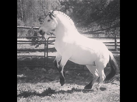 Liberty Horse Training -Gorgeous Norwegian Fjord Horse breed - Tazzy