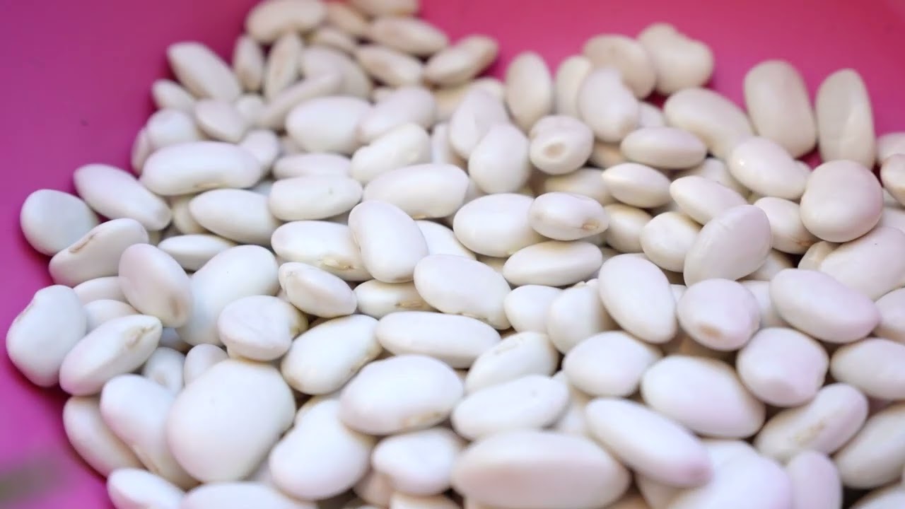 BÜYÜKŞEHİR ATALIK TOHUMLARI GELECEK NESİLLERE AKTARIYOR