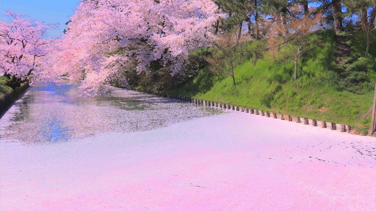 4K映像「弘前さくらまつり 花筏 桜の絨毯 日本三大桜」cherry blossom japan 日本一の桜の名所 弘前公園 美しい四季 春 青森県 4月中旬 お花見 絶景自然風景 8K撮影