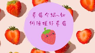 草莓介紹~如何種植好草莓，草莓種植步驟說明