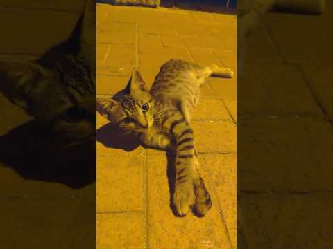 🇹🇷 😺 😺 junge Katzen nachts 💕