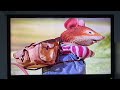 Start And End Of Bob The Builder Scoop Saves The Day 1999 VHS UK
