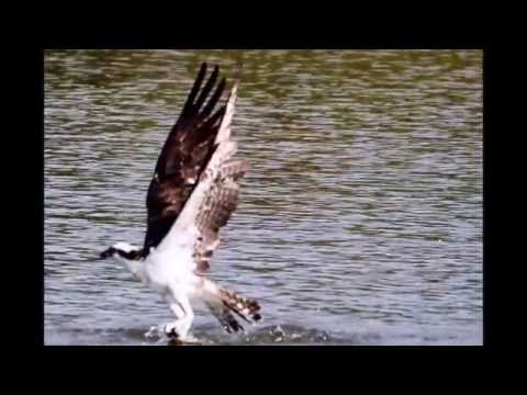 OSPREY FISHING