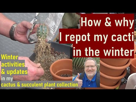 How to & Why to Pot, Repot Cacti in Winter | #cactuscare #pottingmix #cacti #succulentcare #potting