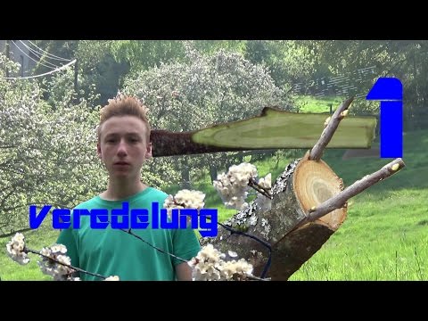 Kirschbaum richtig veredeln- Rindenpfropfung