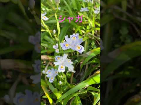 薬用庭園の自然薬局に自分を癒す植物は何ですか