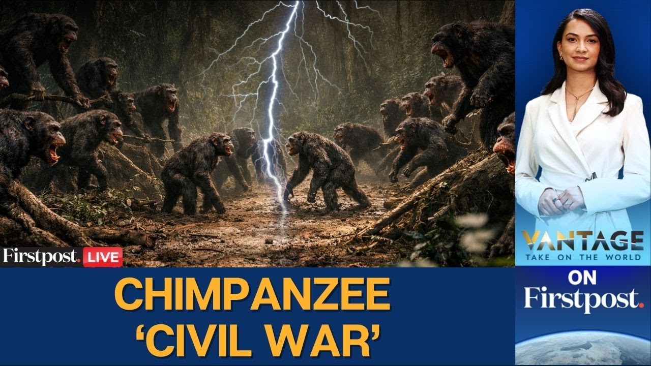 LIVE: 200 Chimpanzees Embroiled in 'Civil War': Infants Killed, Organs Ripped Off | N18G