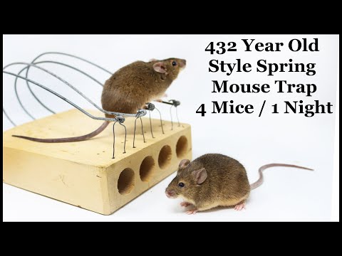 This 432 Year Old Style Spring Mouse Trap Catches 4 Mice /1 Night. One Of The best! Mousetrap Monday