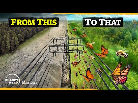 We're turning a power line into an insect highway