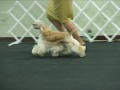 Tribute To Champion Tejas JusWright Gift Of Elegance Ellie Mae