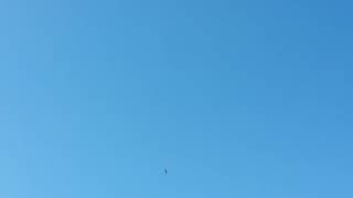 Giant bird flying in Eloy Az