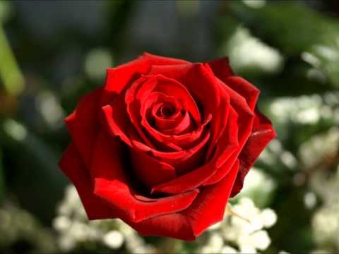 Radmila Jagodić - Akšam mrače (tamburice)