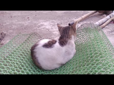 cat live video