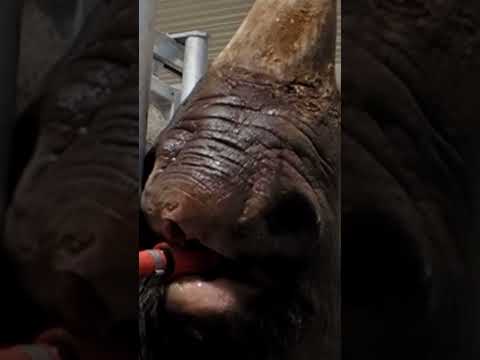 Thirsty rhino