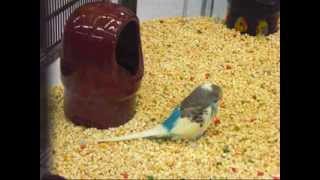 Alicia Keys- Caged Bird (Lyrics in Description)