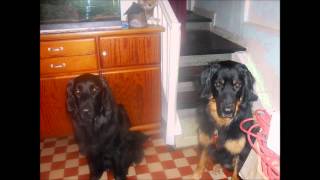 The Ten Tenors - Together