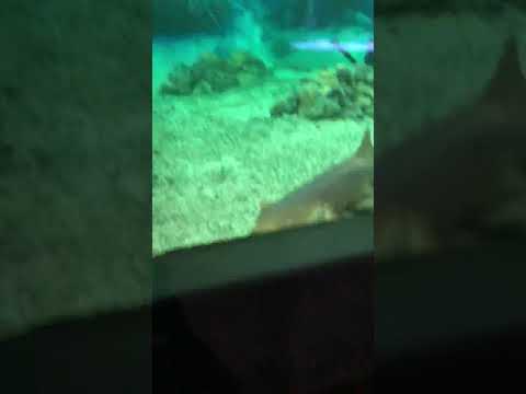 Sharks at Point Pleasant Beach