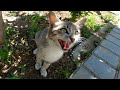 Very Politely Gray Cat On The Sidewalk With Sweet Meows Wants Food