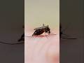 Malaria Test Dmlt DMLT