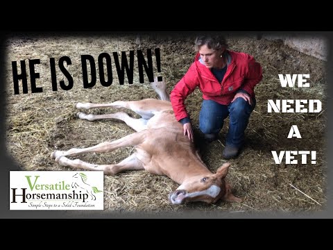 He Is Down!  Emergency Vet Call!  // Versatile Horsemanship