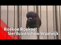Roekoe! Roekoe! Sierduivenshow Waalwijk - Brabants Buske