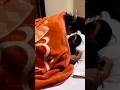 Bachelor Life Hot New Instagram Trending Hostel Bachlors Kerala Trending Shortvideo