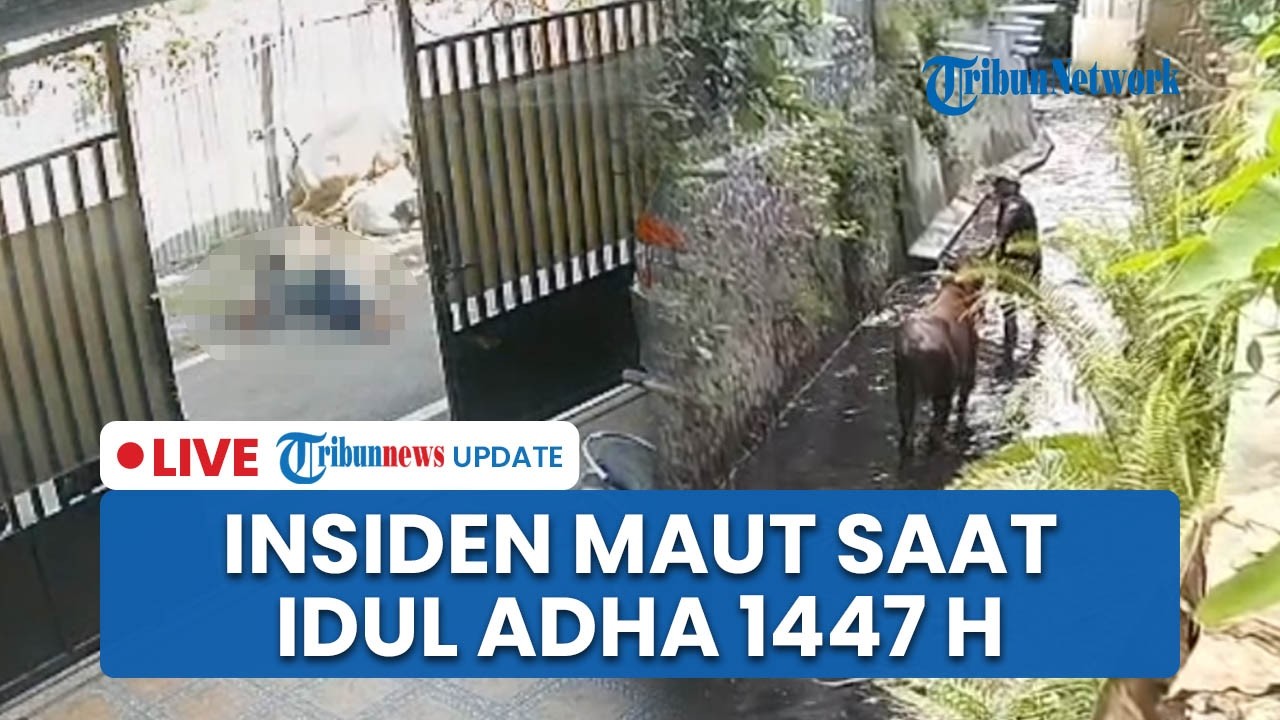 LIVE: 2 Insiden Sapi Kurban di Kalsel dan Tasik, 1 Orang Tewas Terseret hingga Hewan Tercebur
