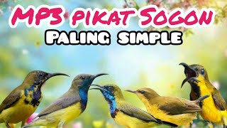 Download lagu Suara Pikat Sogon Dan Burcil Paling Simple mp3 Download lagu Suara Pikat Sogon Dan Burcil Paling Simple mp3