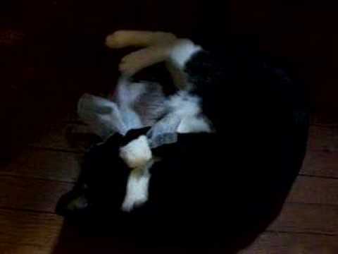 Cat playing with dryer sheet
